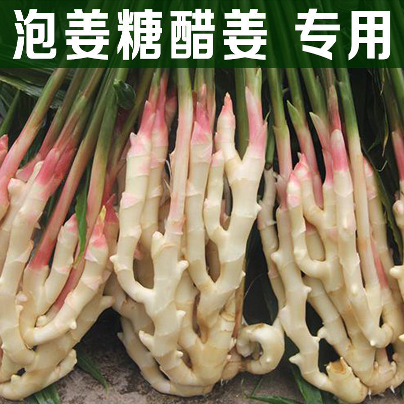 【电视麻柳姜】四川嫩姜生姜现挖新鲜西坝仔姜姜芽乐山特产醋泡姜