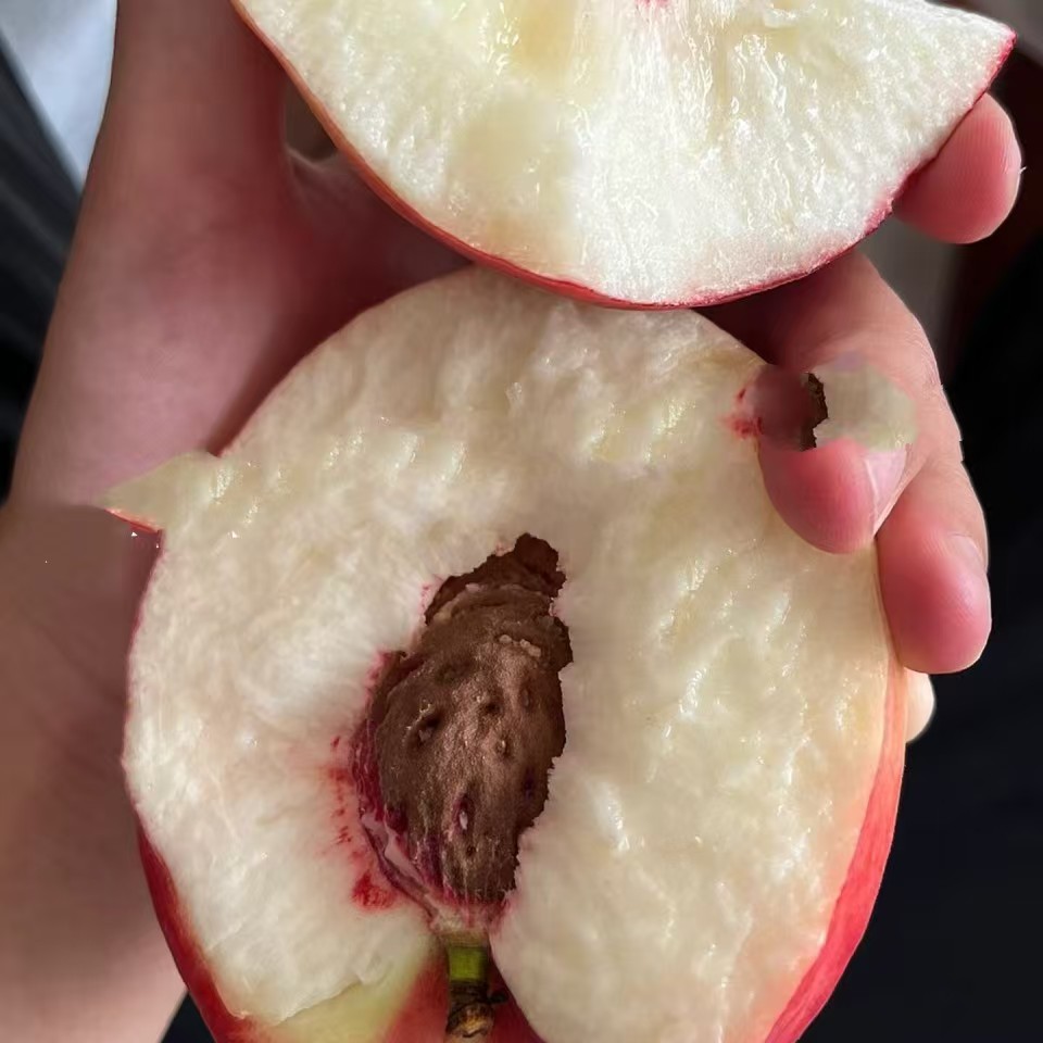 正宗平谷大桃14号离合脆