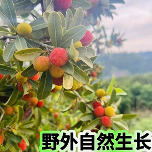 贵州野生青红泡酒杨梅新鲜水果酸甜杨梅孕妇水果红酸杨梅冷冻发货