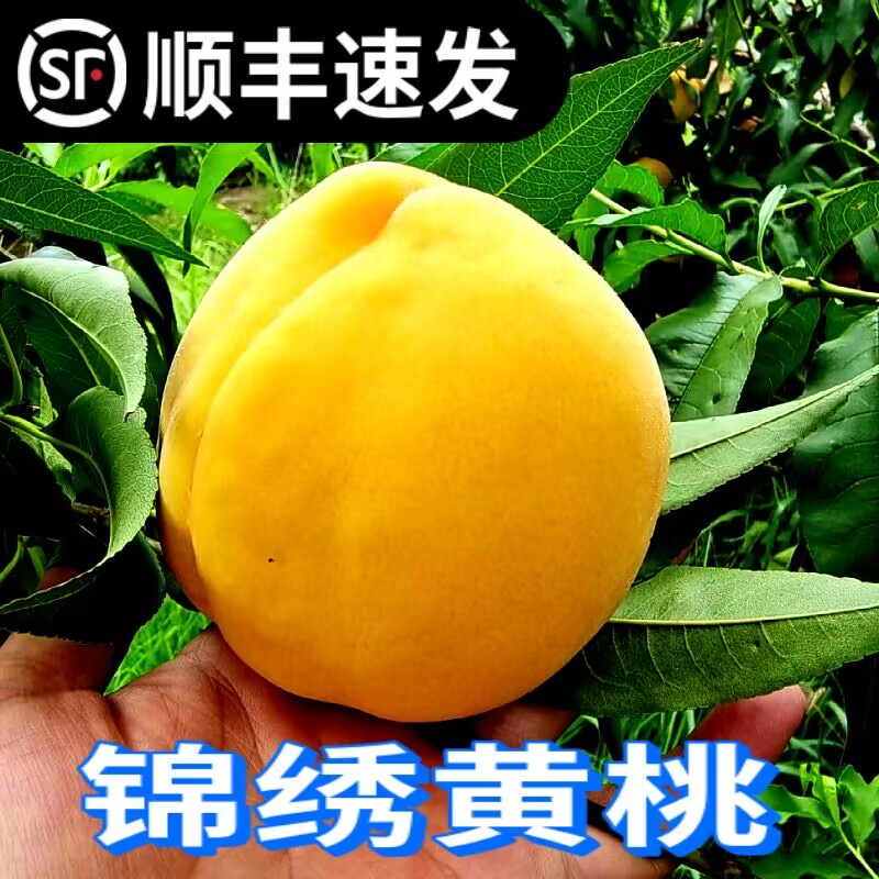 【顺丰】锦绣黄桃新鲜水