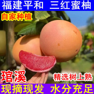 福建三红蜜柚管溪正宗官溪红肉密柚文旦薄皮新鲜水果平和红心柚子
