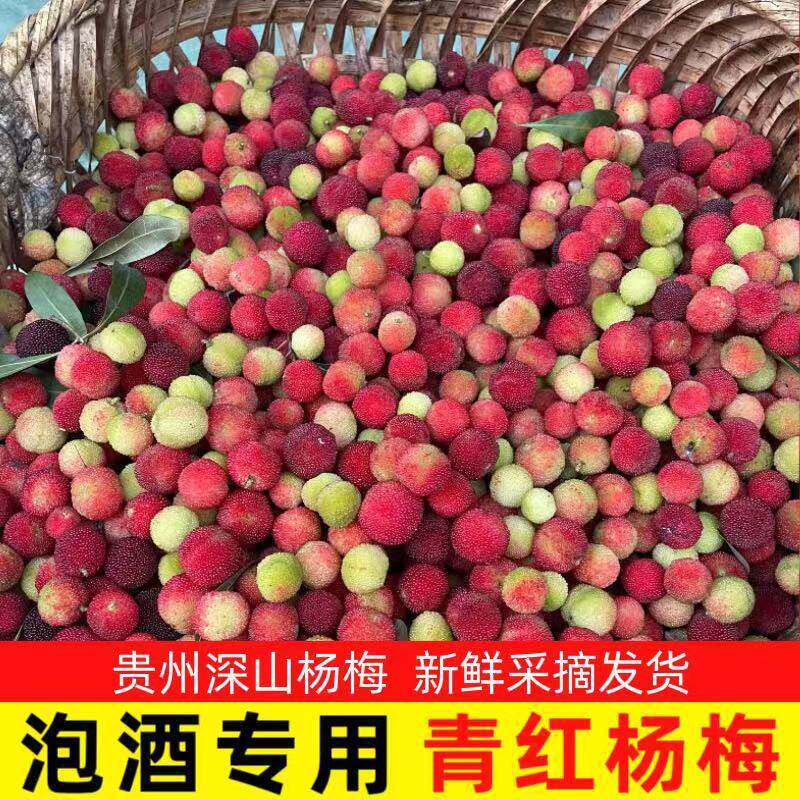 贵州特产青红杨梅新鲜现摘野山杨梅鲜果泡酒专用扬梅洋梅当季水果