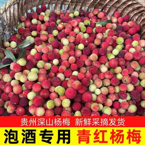 贵州特产青红杨梅新鲜现摘野山杨梅鲜果泡酒专用扬梅洋梅当季水果