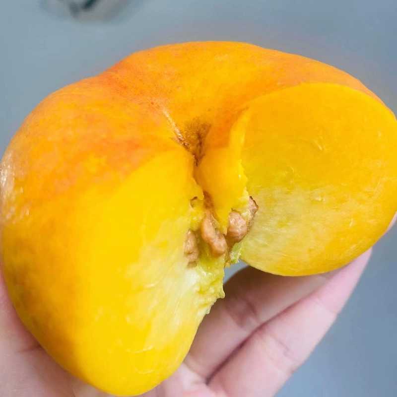 新品黄金毛蟠桃芒果味