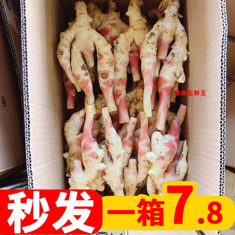 【广西嫩姜】嫩姜芽新鲜仔姜泡菜子姜泡醋鲜生姜紫姜现挖红芽姜