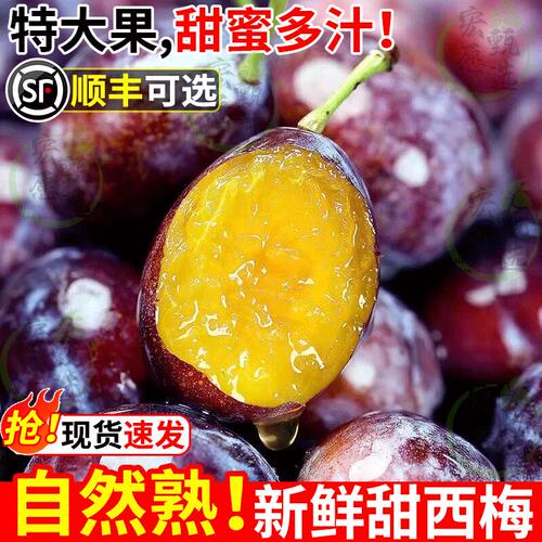 现货高山新鲜西梅正宗蓝