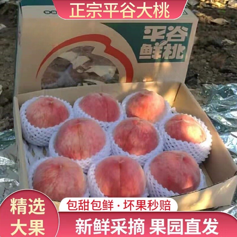 正宗北京水蜜桃平谷大果