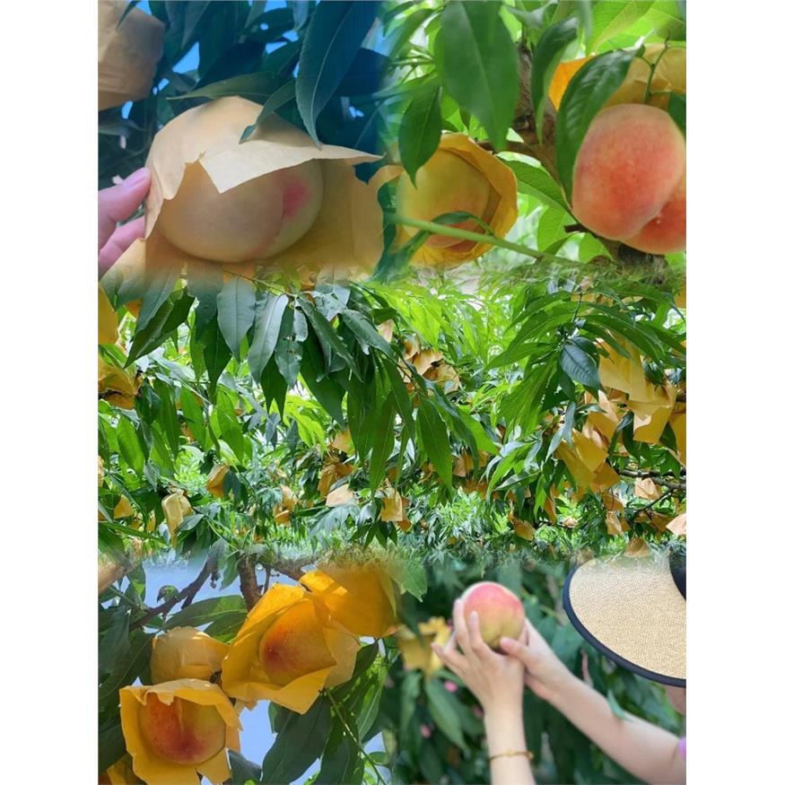 上海南汇水蜜桃当季现摘