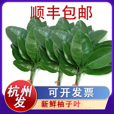新鲜柚子叶带树枝带叶子