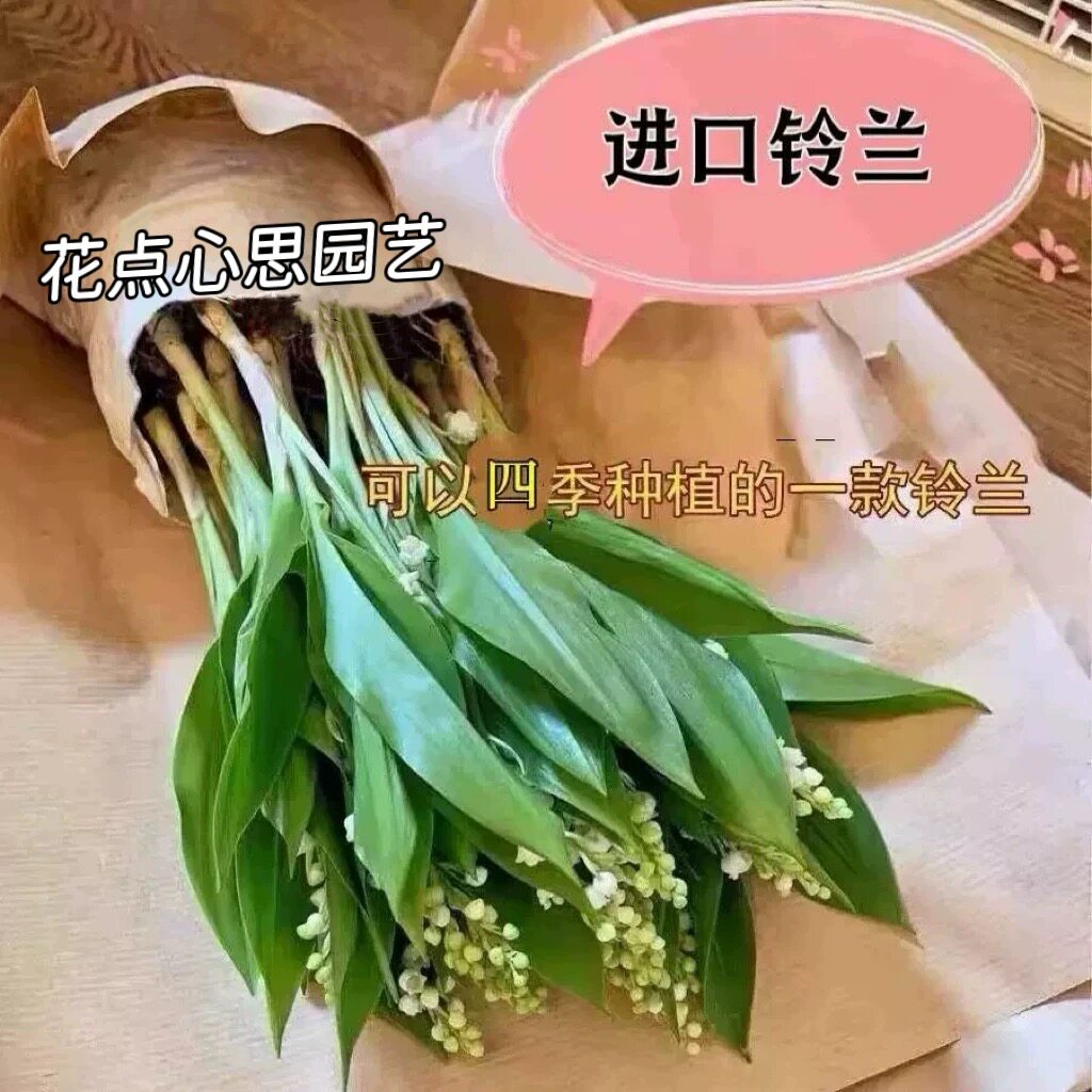 荷兰进口铃兰花苗盆栽带花芽浓香型花卉室内外阳台办公桌好养活。
