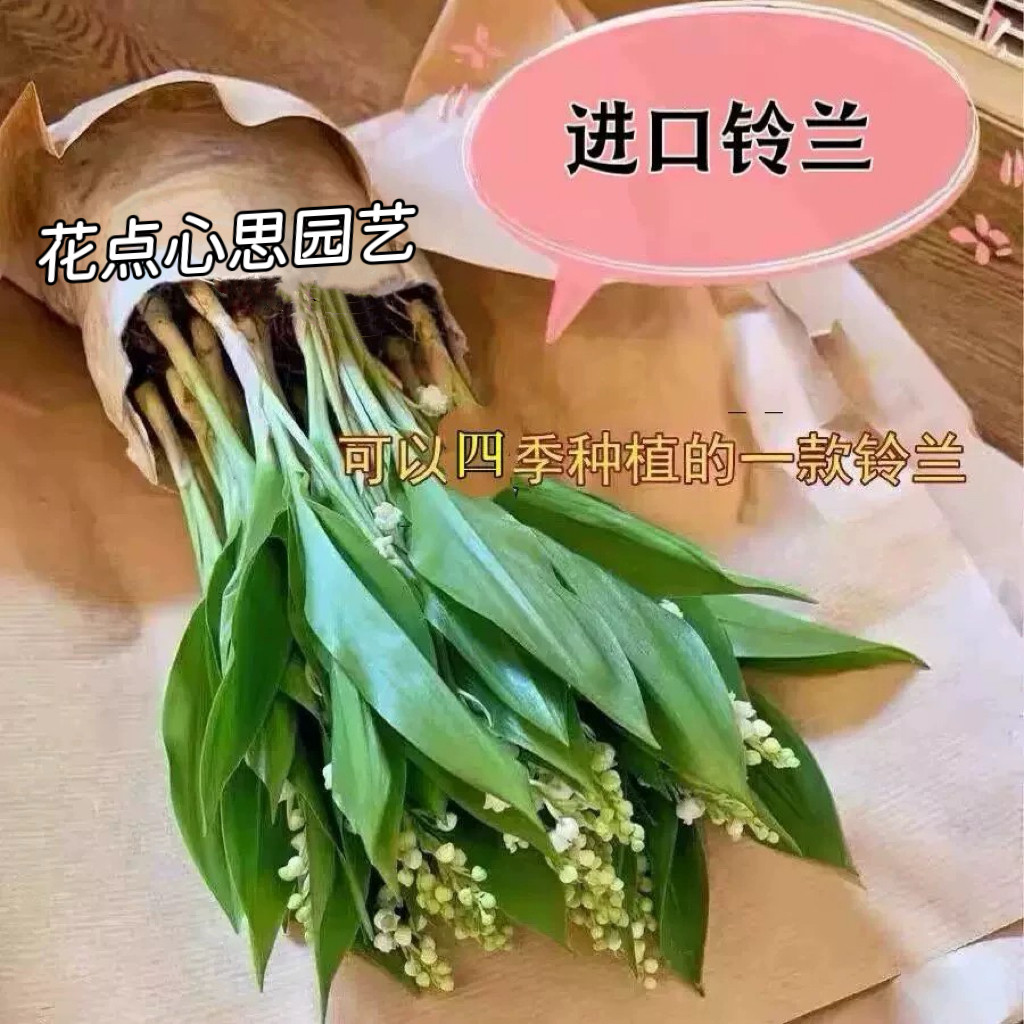 【现货】进口铃兰花苗盆栽浓香型花卉室内外阳台好养活办公桌摆放