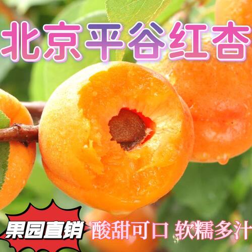 当季北京平谷红杏当季新鲜孕妇水果果园现摘现发酸甜可口大红杏