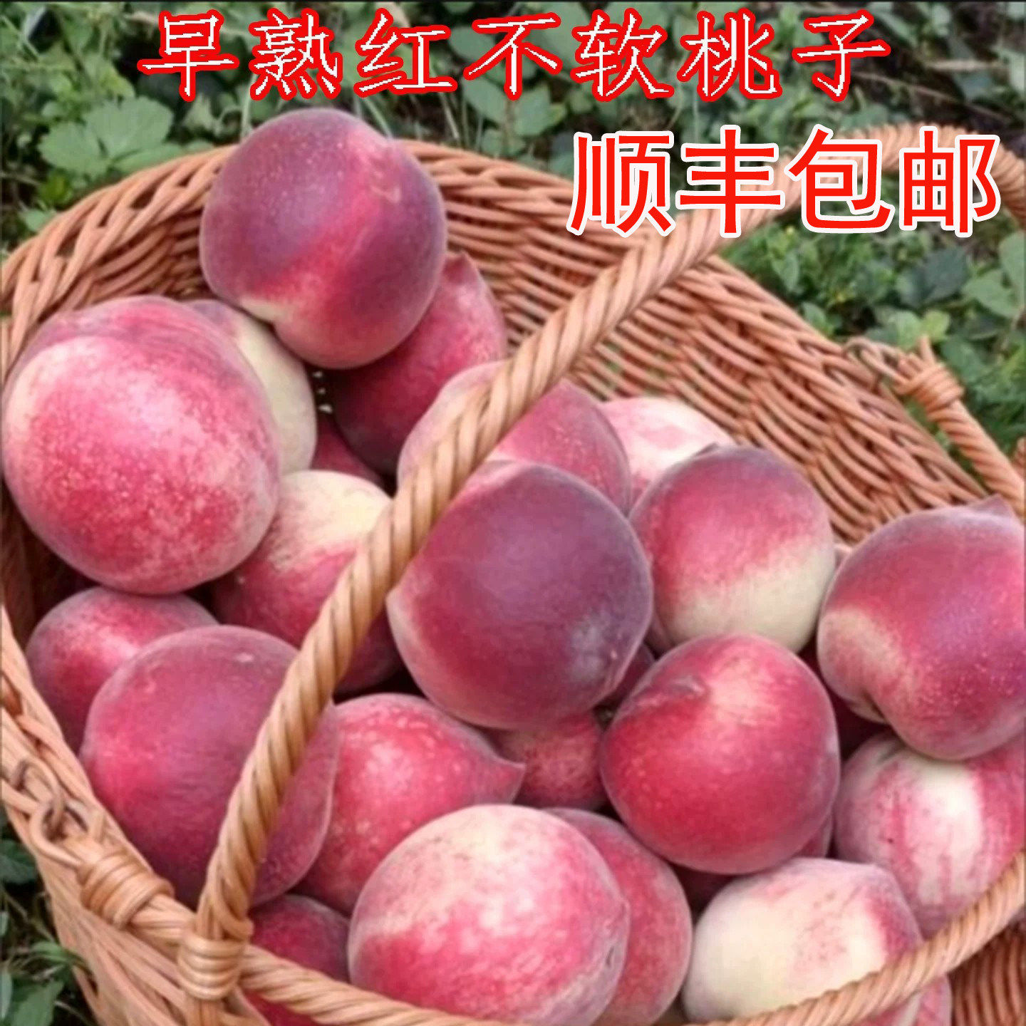 桃子新鲜水果湖北水蜜桃现摘鲜桃鲜果采摘5斤当季脆甜五月红脆桃