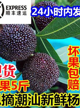 潮汕新鲜杨梅5斤装 现摘金灶水果孕妇非仙居东魁荸荠黑乌梅大杨梅