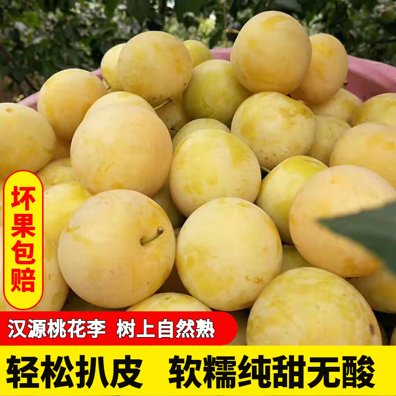 现货四川李子桃花李玉皇