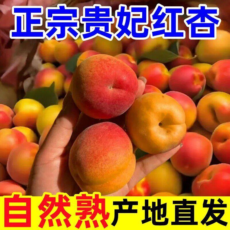 【正宗贵妃红杏】山西贵妃大红杏胭脂杏酸甜小红杏子新鲜水果包邮