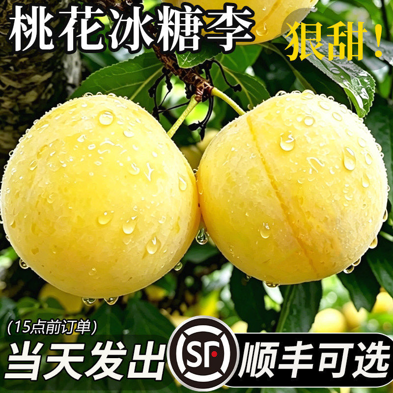 冰糖李子桃花李四川蜂果