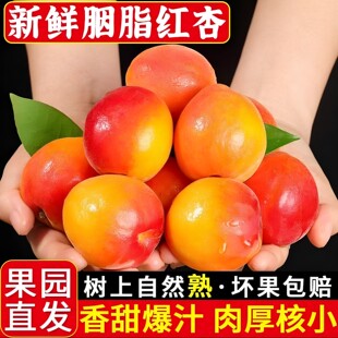 陕西太平肉杏胭脂贵妃红梅杏5斤包邮新鲜水果红杏子当季孕妇水果