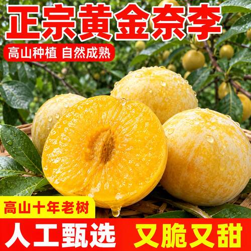 『京东包邮』黄金奈李正