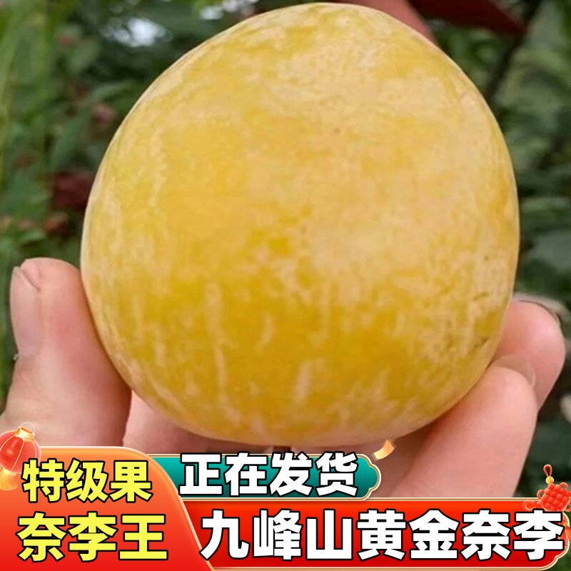 广东韶关乐昌九峰山黄金奈李新鲜水果整箱当季蜂糖脱骨恐龙蛋李子
