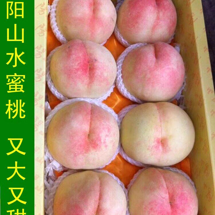 正宗无锡惠山阳山水蜜桃