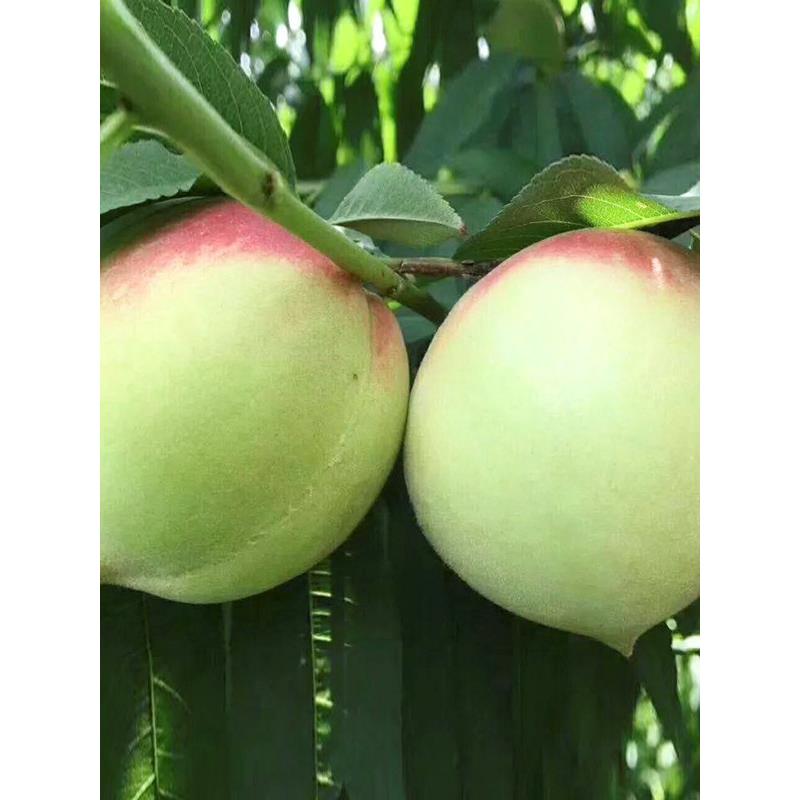 现摘赣南鹰嘴桃精品大果
