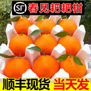 春见粑粑柑四川新鲜现摘现发当季