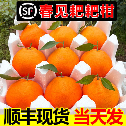 顺丰包邮四川春见耙耙柑当季丑桔子粑粑柑新鲜孕妇水果9斤10耙柑