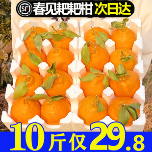 10斤正宗眉山春见耙耙柑四川粑粑柑橘子新鲜水果孕妇5/8斤包邮