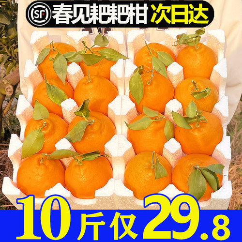 粑粑柑春见新鲜当季现摘现发