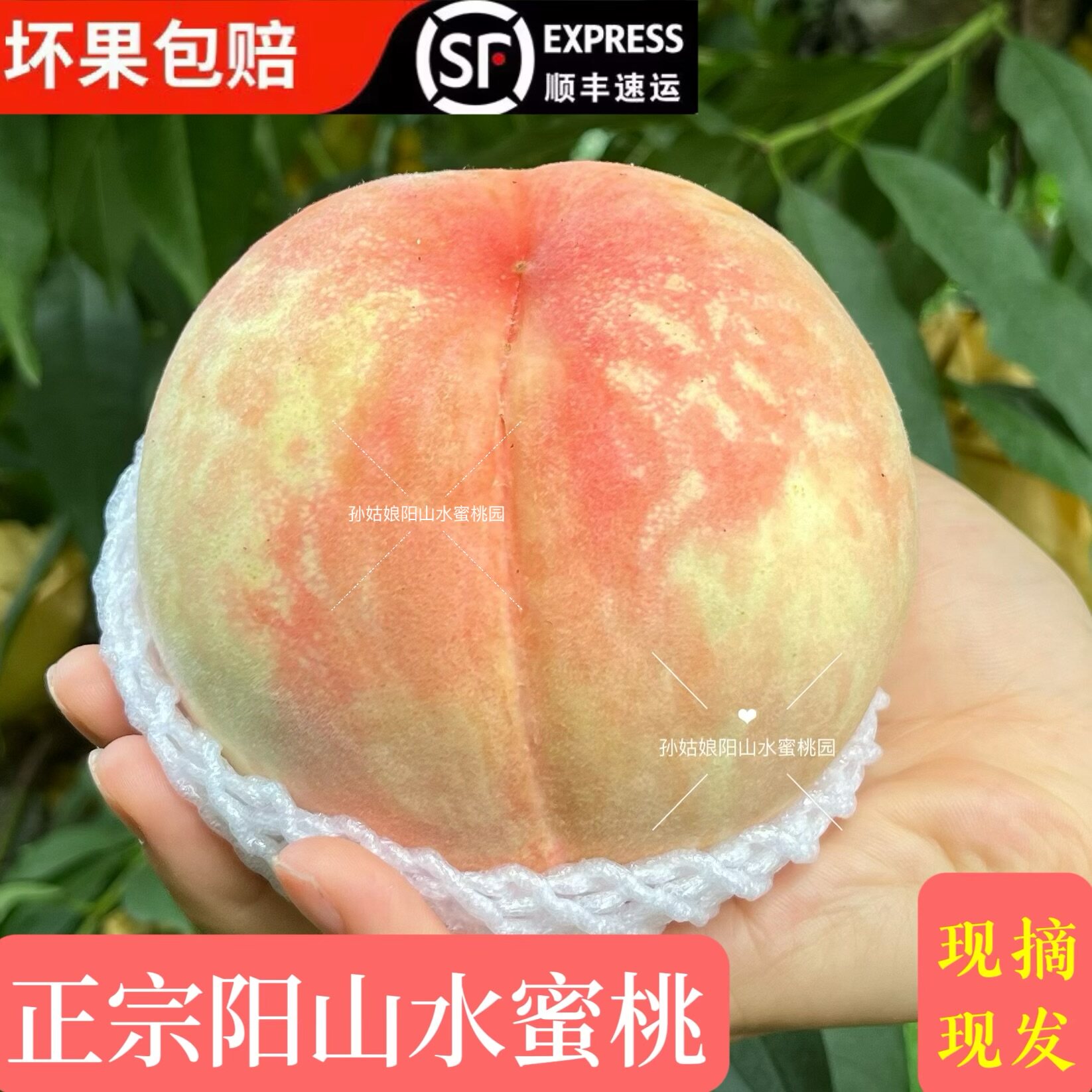 正宗无锡阳山水蜜桃新鲜