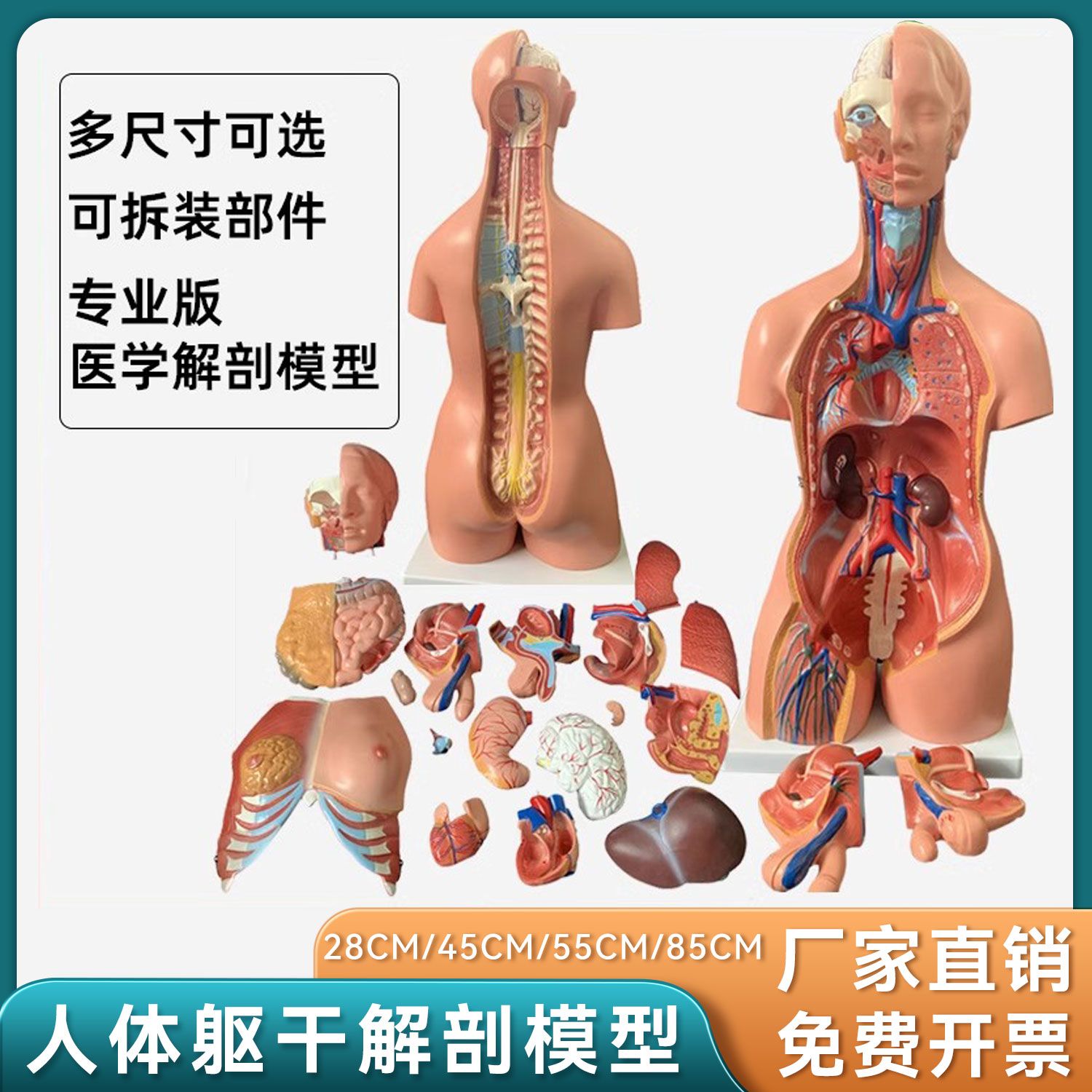 人体脏器模型人体器官结构解剖教学模型全身内脏躯干模特教学教具