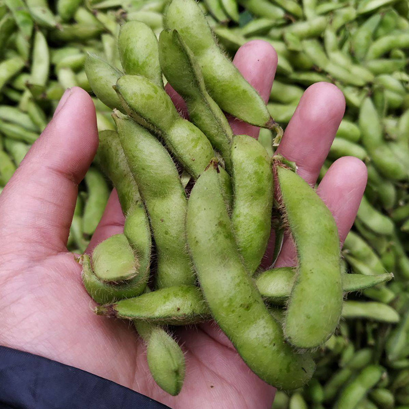 唐四毛豆新鲜蔬菜豆角