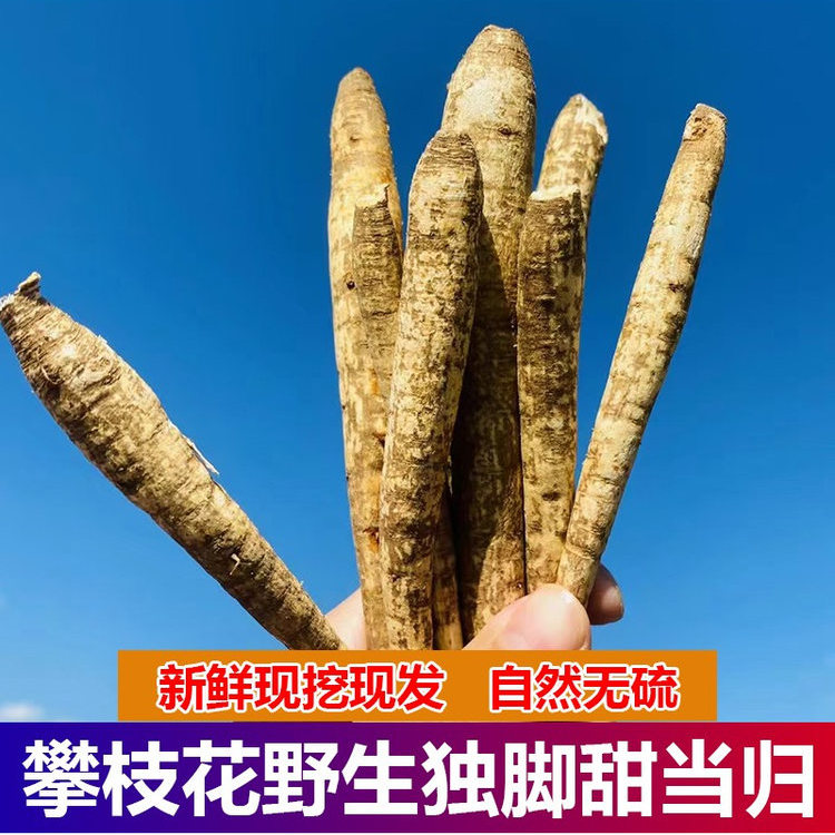 2025新货四川特产攀枝花新鲜现挖现发农家自种野生甜当归独角整根