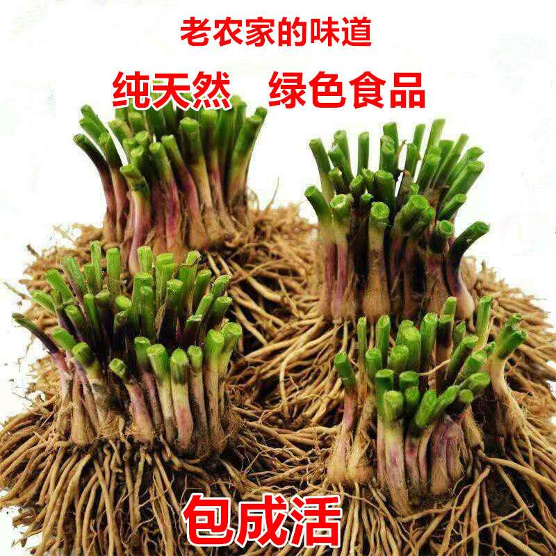 韭菜苗红宽大小叶紫四季种植蔬菜基地现挖根庭院绿植室内植物盆栽
