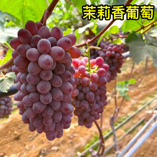 东北茉莉香葡萄当季新鲜水果整箱提子孕妇无籽新鲜现摘阳光葡萄