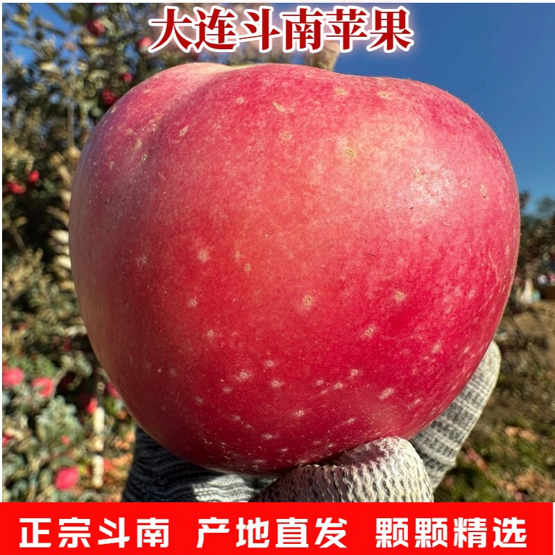 辽宁斗南苹果大型果苹果东北特产新鲜脆甜水果整箱孕妇,水产肉类/新鲜蔬果/熟食,苹果,淘宝优惠券,粉丝福利购,淘宝优惠卷