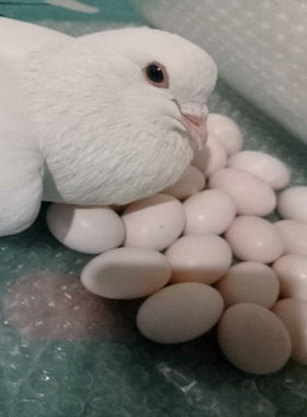 新鲜鸽子蛋30枚装顺丰包邮