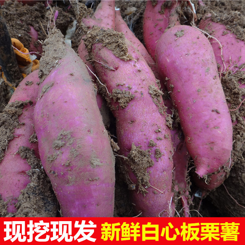 正宗板栗红薯新鲜香糯白心薯地瓜沙地红薯山芋蔬菜自种助农5/2斤