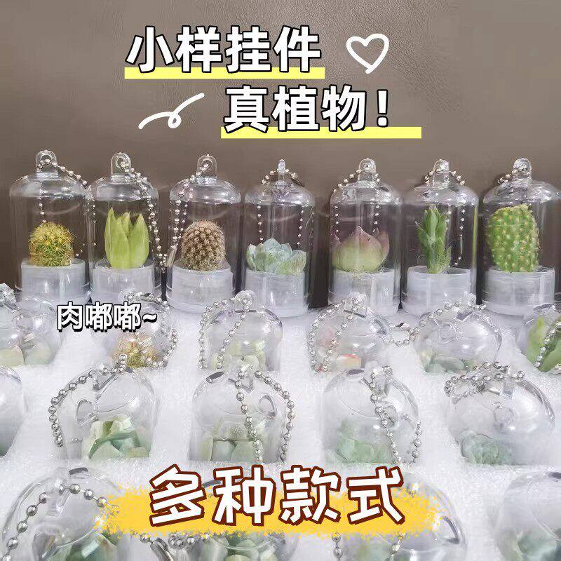 小盆栽绿色植物迷你多肉仙人掌钥匙扣挂件儿童节礼品学生奖励礼物
