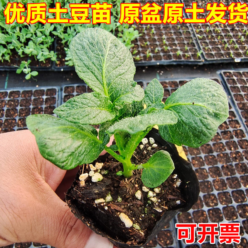 土豆苗马铃薯秧苗地瓜种苗花生苗玉米苗幼儿园观察实验苗原土发货