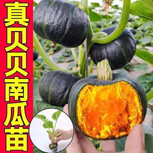迷你贝贝南瓜苗秧苗黄红板栗秘本南瓜砍瓜冬瓜苗高产四季种植盆栽