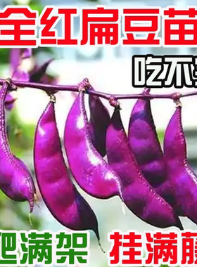 全红扁豆苗四季豆角梅豆角蔬菜架