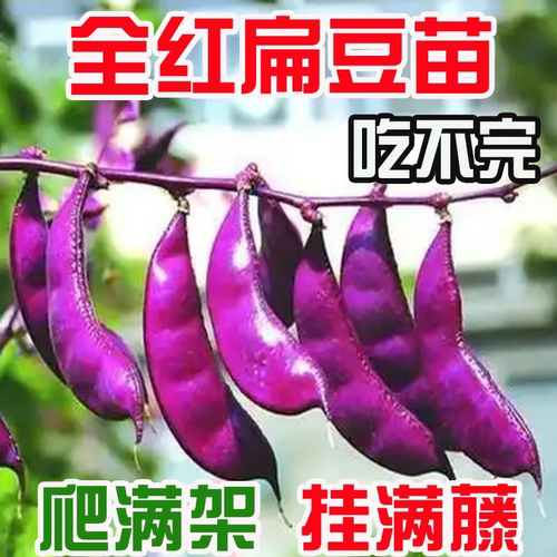 全红扁豆苗四季豆角梅豆角蔬菜架