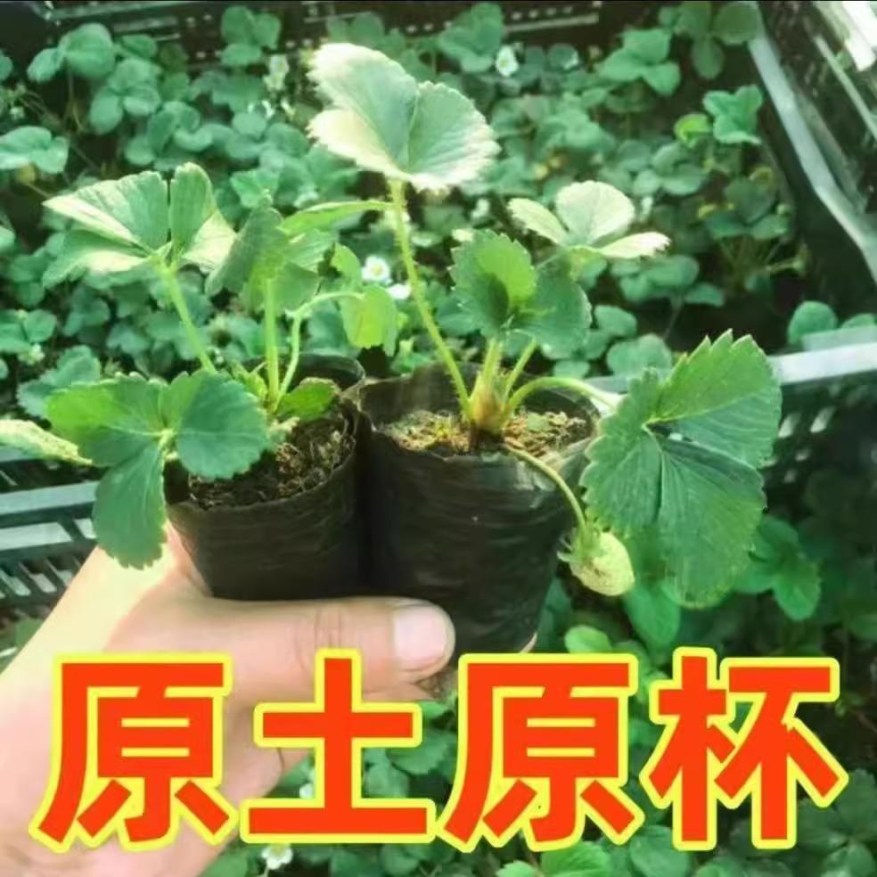 四季草莓苗盆栽带盆带土家庭阳台种植草莓秧子地栽草莓苗南北方种