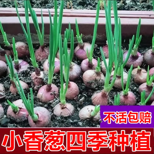 新鲜特香种子籽种植盆栽正宗火葱