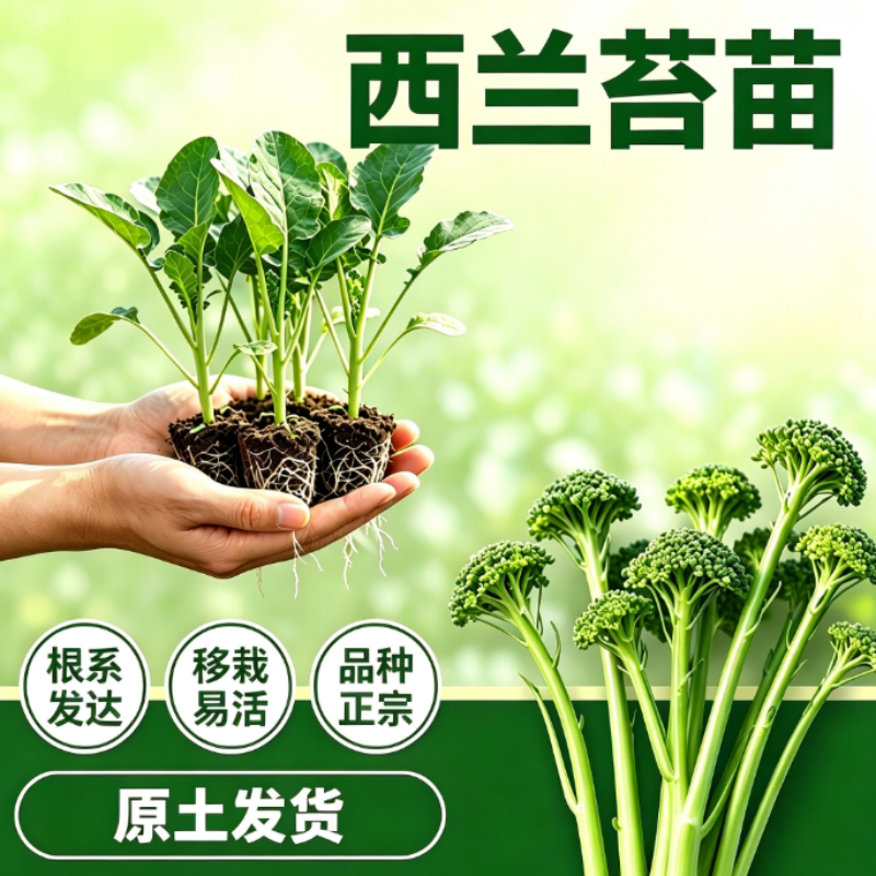 秋冬播带土易活甜脆耐寒西兰苔苗图片