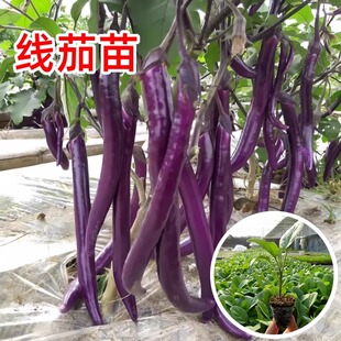 杭茄一号线茄苗秧苗紫红长茄苗辣椒苗白茄西红柿幼苗种子盆栽菜苗
