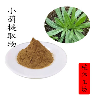 小蓟提取物 10:1 小蓟刺儿菜浓缩粉  植物比例提取物 100g袋装
