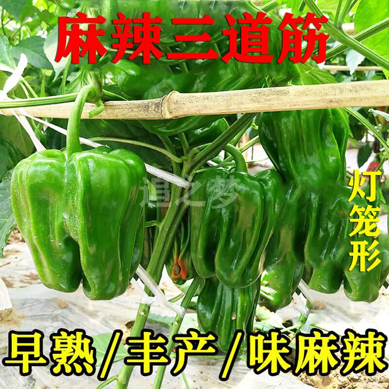 麻辣三道筋圆辣椒种子秧苗灯笼型褶皱青椒籽春秋天四季盆栽蔬菜孑